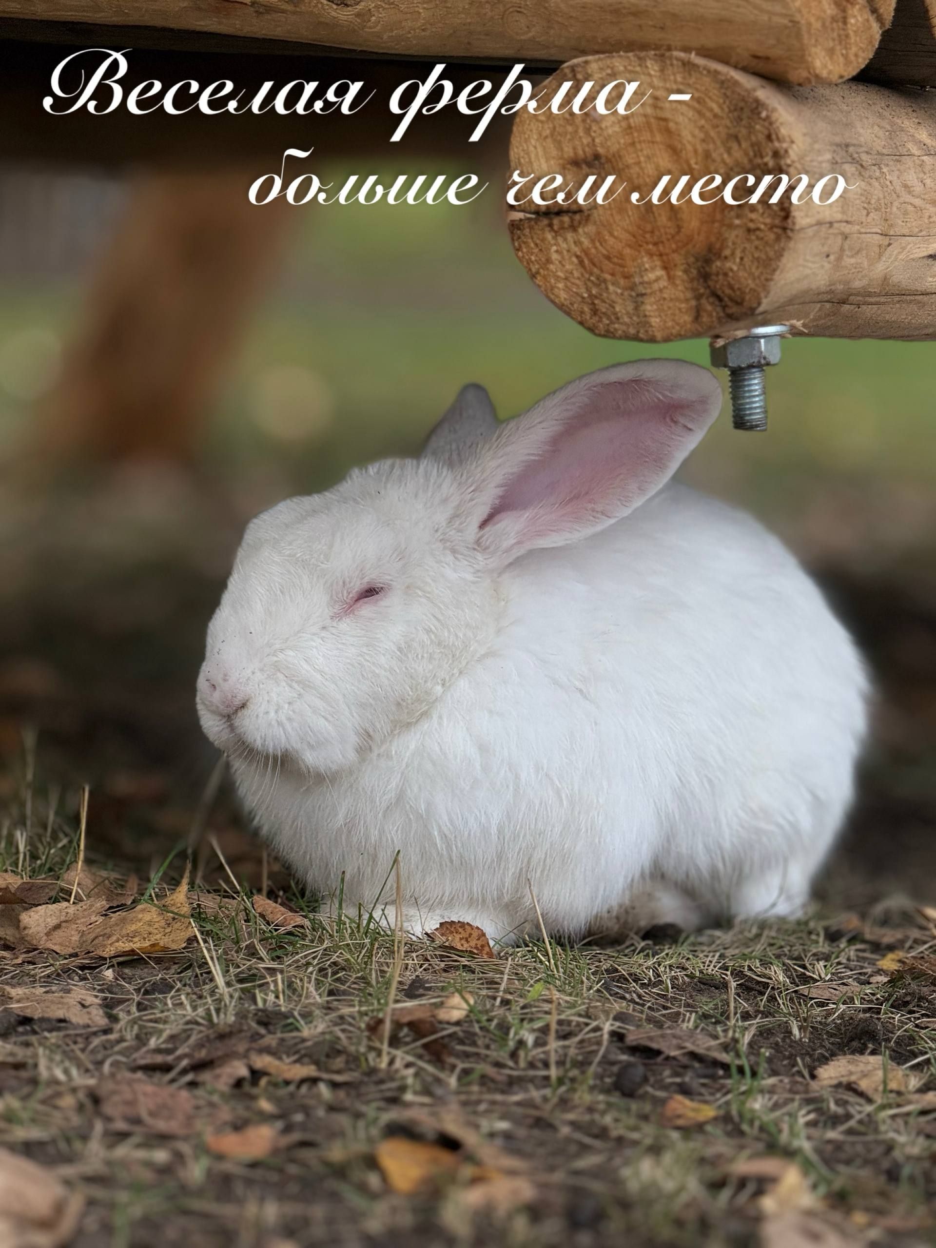 Веселая ферма