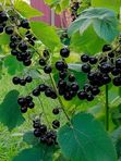 Саженцы черной смородины. Заказ от 1000р