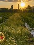 🍓 Самосбор клубники на ферме «Клубника Шаран»! Соберите самые спелые ягоды своими руками прямо с грядки. Свежий воздух, море клубники и выгодная цена — ведро 3,5 кг всего от 1000 ₽!