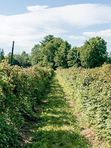 Саженцы малины (красной). Заказ от 1000р. Красная малина — сладкий урожай, который будет радовать каждый сезон