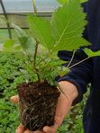 Саженцы Ежевики. Заказ от 1000 р. Ежевика — сладкий урожай, который хочется собирать снова и снова