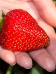 🍓 Самосбор клубники на ферме «Клубника Шаран»! Соберите самые спелые ягоды своими руками прямо с грядки. Свежий воздух, море клубники и выгодная цена — ведро 3,5 кг всего от 1000 ₽!