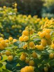 Саженцы малины (желтой). Заказ от 1000р. Жёлтая малина — необычная ягода, которой удивляются все