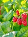 Саженцы малины (красной). Заказ от 1000р. Красная малина — сладкий урожай, который будет радовать каждый сезон