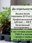 Саженцы белой смородины. Заказ от 1000 р.