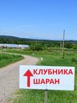 💰 Требуются сборщики клубники! Зарабатывайте от 2000₽ в день . Свежий воздух, дружная команда, ежедневная оплата. Ферма «Клубника Шаран», д. Старочикеево.