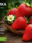 Клубника Мурано — Ваш старт в ягодном бизнесе!