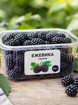 🫐 Ежевика прямо с фермы «Клубника Шаран» — свежая, сладкая и ароматная! Натуральная ягода без посредников. Упаковка 250 г — всего 250 ₽. Собрана вручную и доставляется максимально свежей.