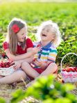 🍓 Самосбор клубники на ферме «Клубника Шаран»! Соберите самые спелые ягоды своими руками прямо с грядки. Свежий воздух, море клубники и выгодная цена — ведро 3,5 кг всего от 1000 ₽!