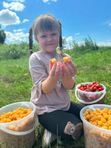 Малина оранжевая