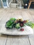 Композиция из  суккулентов