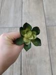 Суккуленты