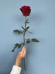 Роза Эквадор «Эксплорер» 60см