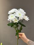 Хризантема кустовая «Балтика»