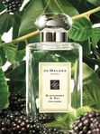 J-008  По мотивам Jo Malone - Blackberry & Bay (women)