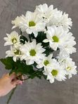 Стойкая кустовая хризантема Ромашка