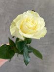 Белая Роза «Мондиаль» / 60 см.