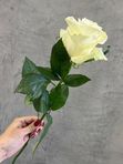 Белая Роза «Мондиаль» / 60 см.