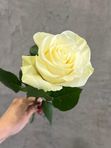 Белая Роза «Мондиаль» / 60 см.
