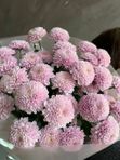 7 💕веточек розовых сантини Элисон Свит