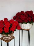 Корзина с французскими розами