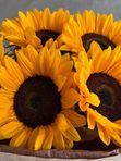 5 🌻ярких подсолнухов в крафте