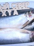 Сельдь малосольная (жирная) атлантическая