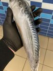 Скумбрия свежемороженая