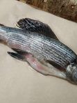 Хариус потрошеный малосольный замороженный