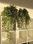 Искусственные растения
