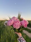 Пионы
