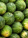 WHOLE Watermelon Uzbekistan