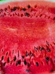 WHOLE Watermelon Uzbekistan