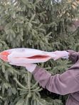КИЖУЧ ЧИЛИЙСКИЙ премиум