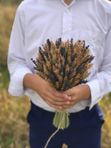 Снопик