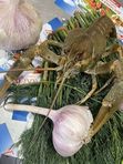 Раки живые