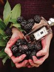 Jo Malone Blackberry & Bay для женщин Одеколон
