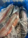 Форель потрошенная с головой . Дания