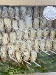 Фуршетный сет №20 Закусочные рулетики 40 шт (400гр)