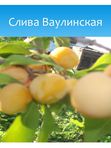 слива ВАУЛИНСКАЯ (жёлтая)