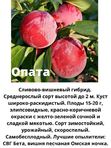 Сливово-вишневый гибрид Опата