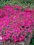 Флокс шиловидный Скарлет Флейм (красный)