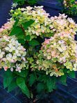 гортензия Пастель Грин (зкс 1,5л)