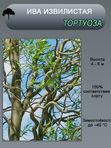 Ива извилистая Тортуоза (вавилонская)