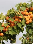 абрикос ХАБАРОВСКИЙ