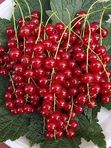 смородина САХАРНАЯ (красная) окс
