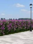 Сирень венгерская (тёмно-сиреневая)
