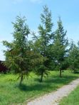 Лиственница даурская (зкс 2л)