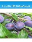 слива НЕЗНАКОМКА
