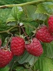 малина ПЕРЕСВЕТ (окс)